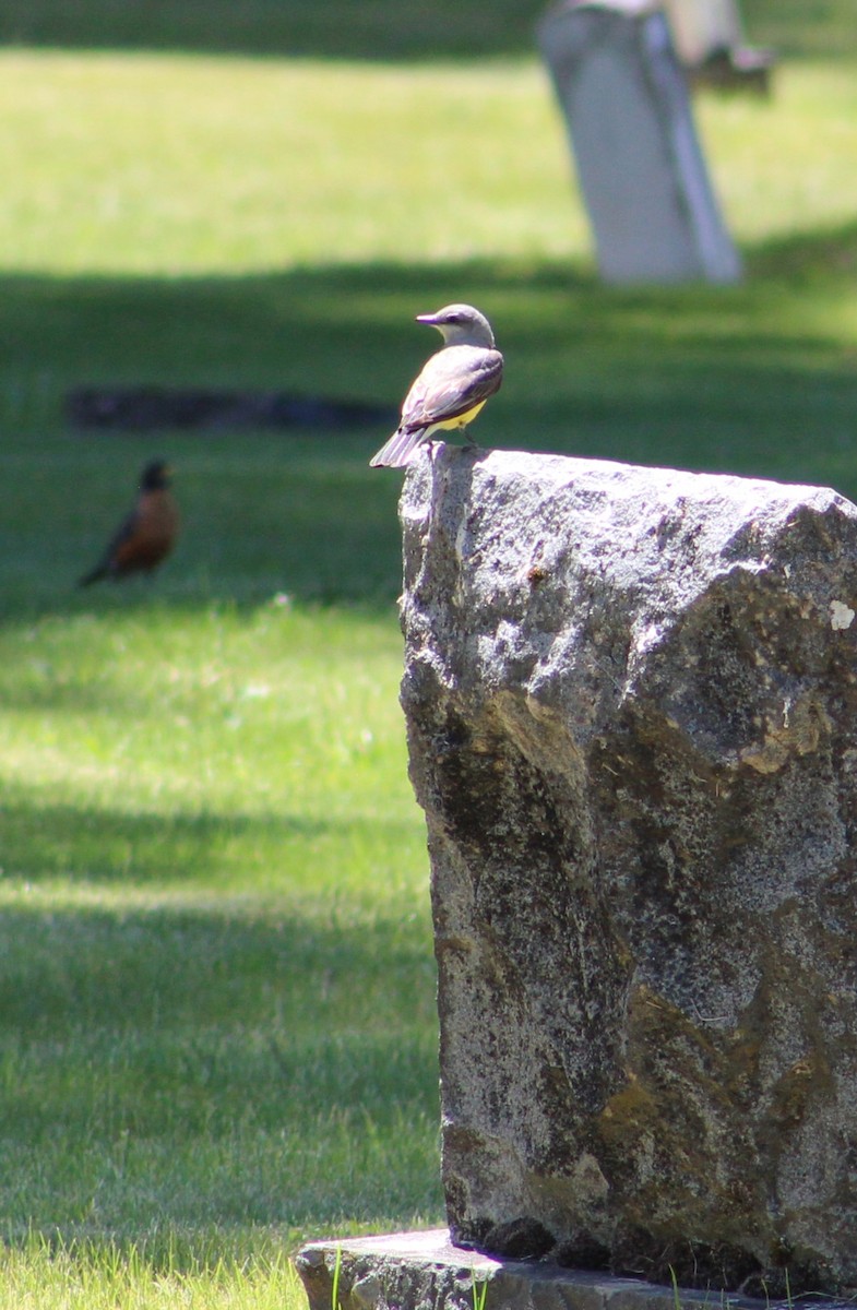 Western Kingbird - ML620251570