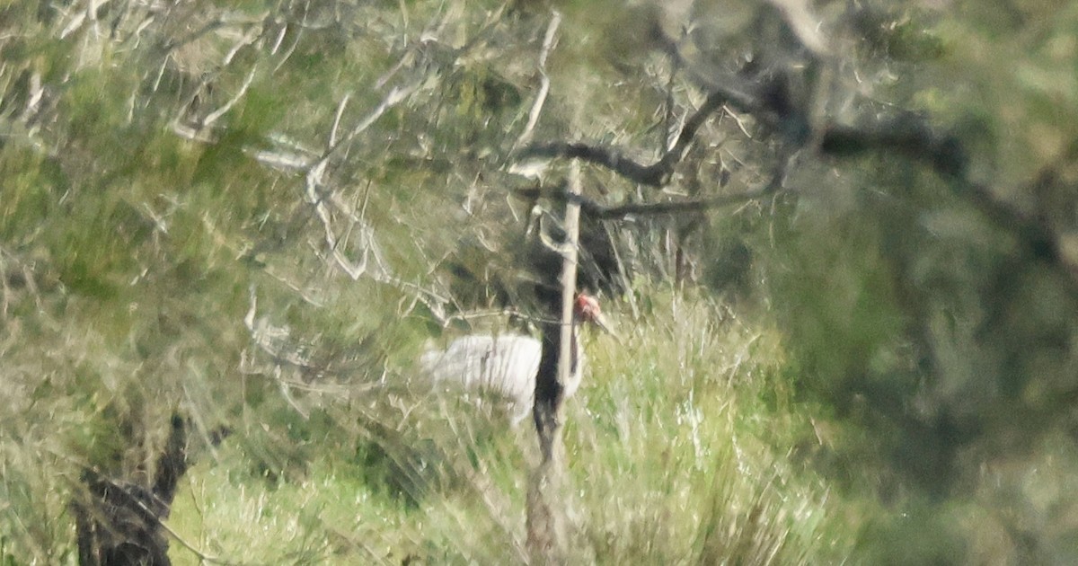 Grulla Brolga - ML620251575