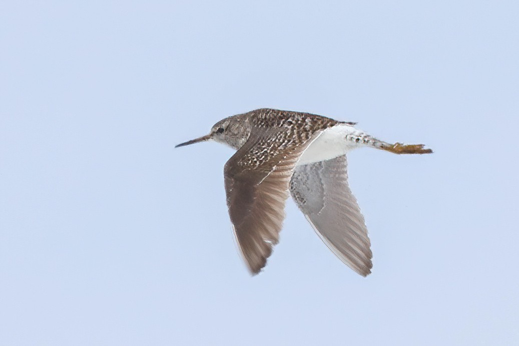 Wood Sandpiper - ML620251584