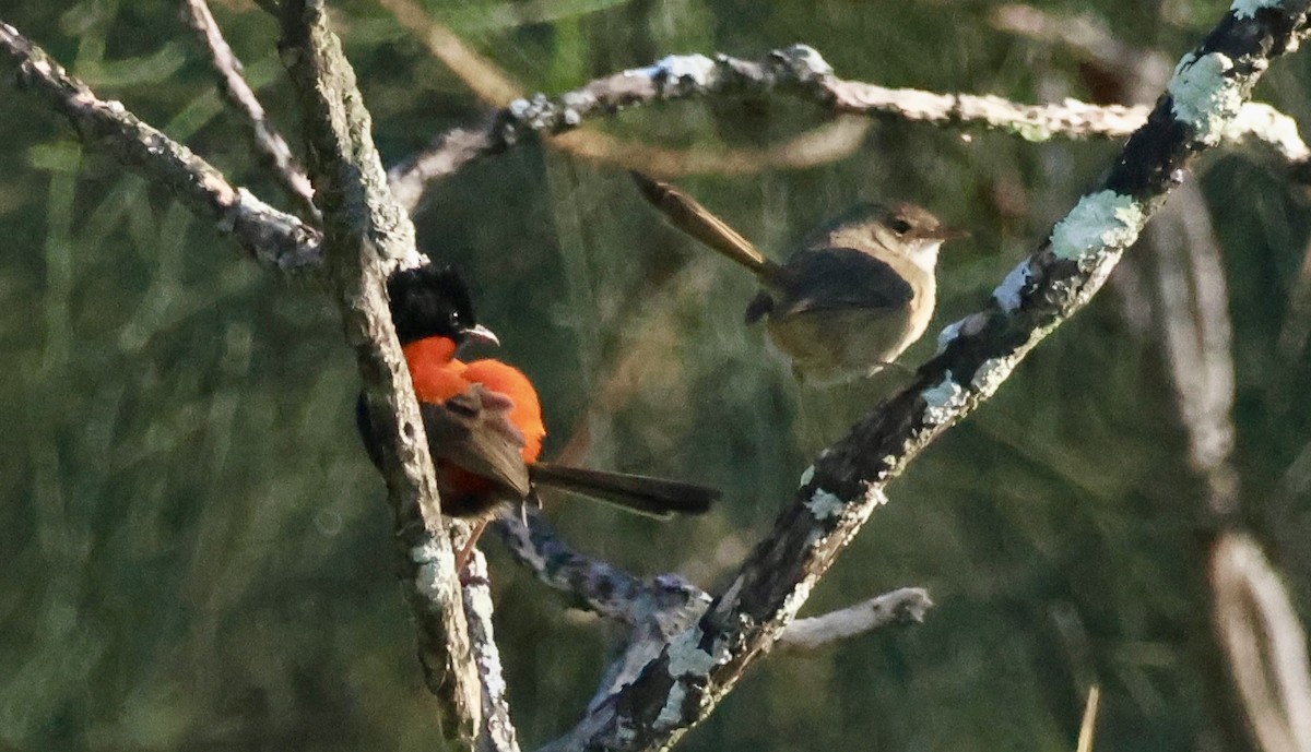 Red-backed Fairywren - ML620251591