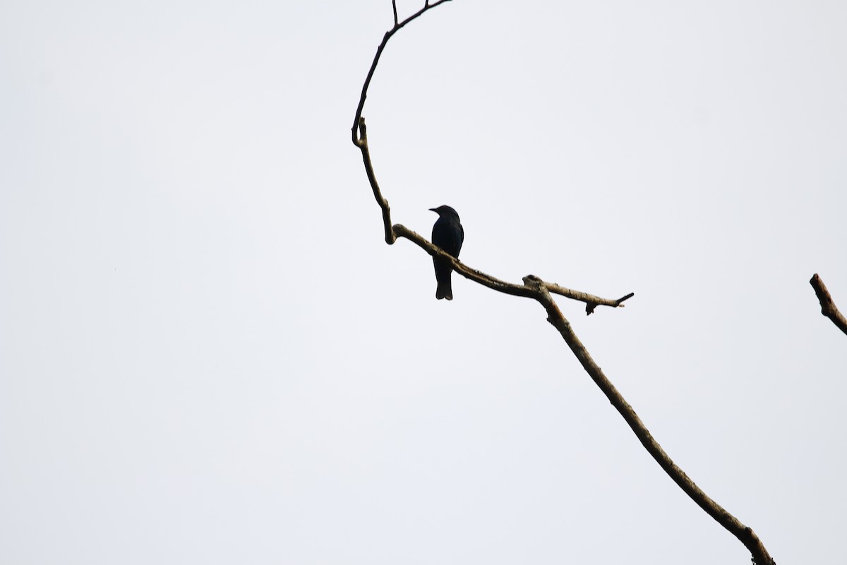Asian Fairy-bluebird - Dr. Vivek Vaidyanathan