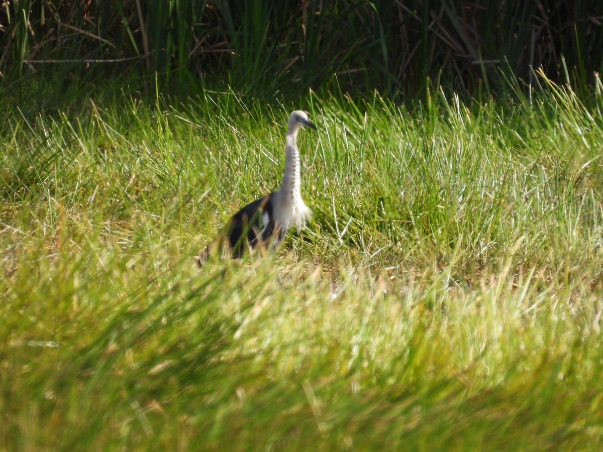 Pacific Heron - ML620251595