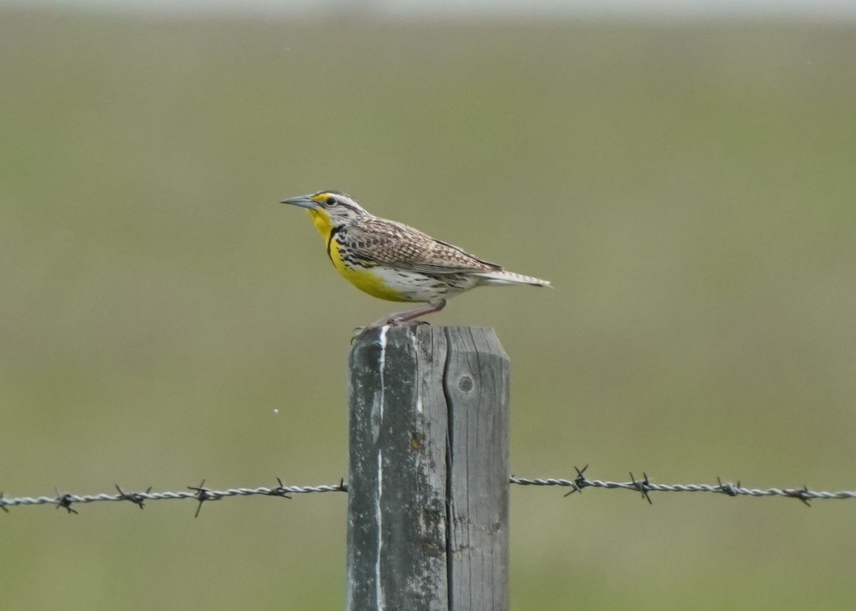 Western Meadowlark - ML620251596