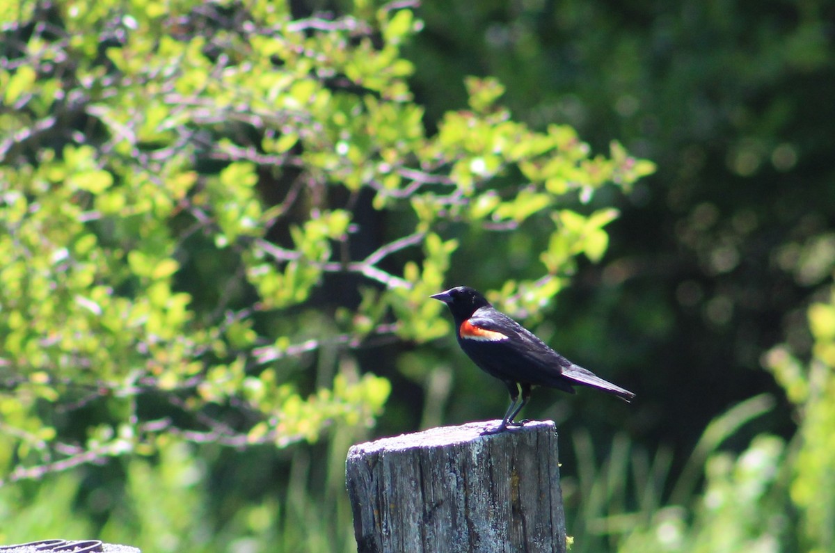 Red-winged Blackbird - ML620251597