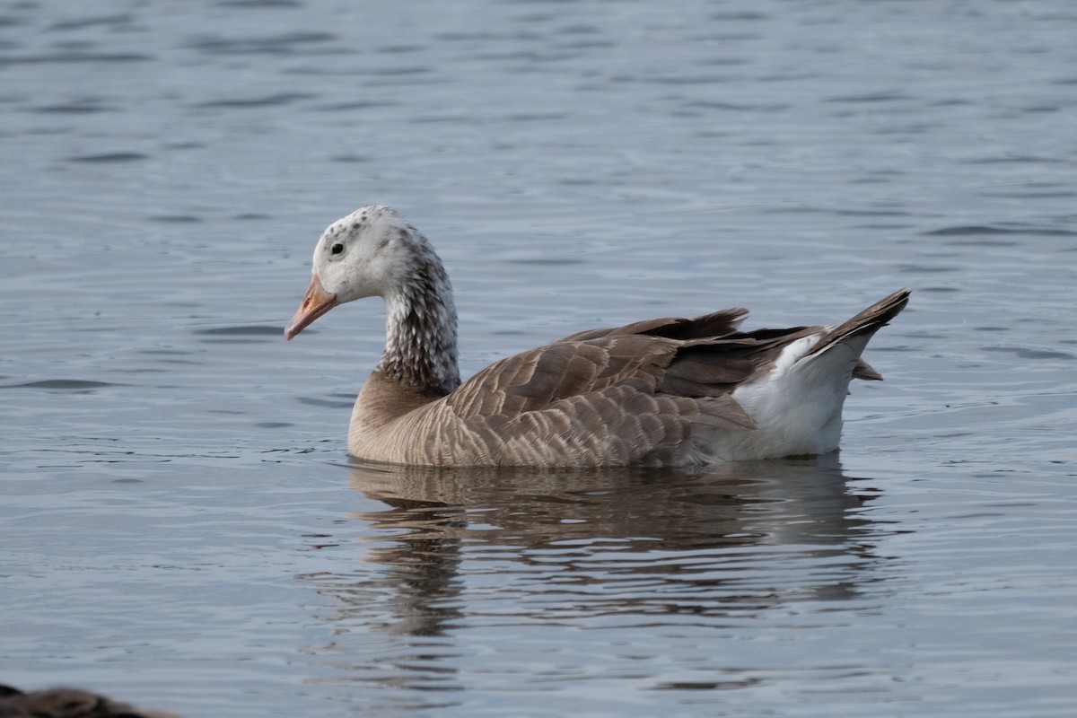 Domestic goose sp. x Canada Goose (hybrid) - ML620251598