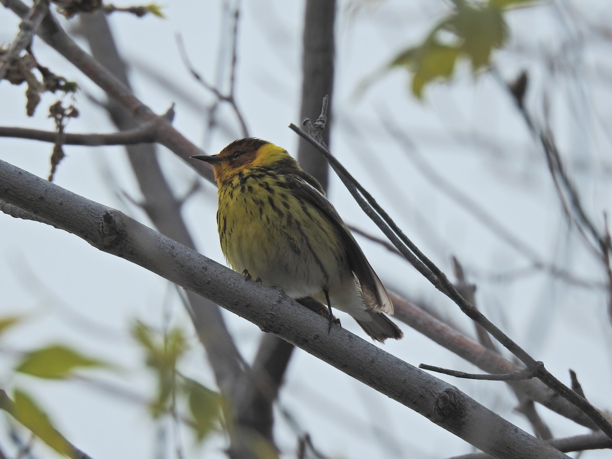 Cape May Warbler - ML620251599