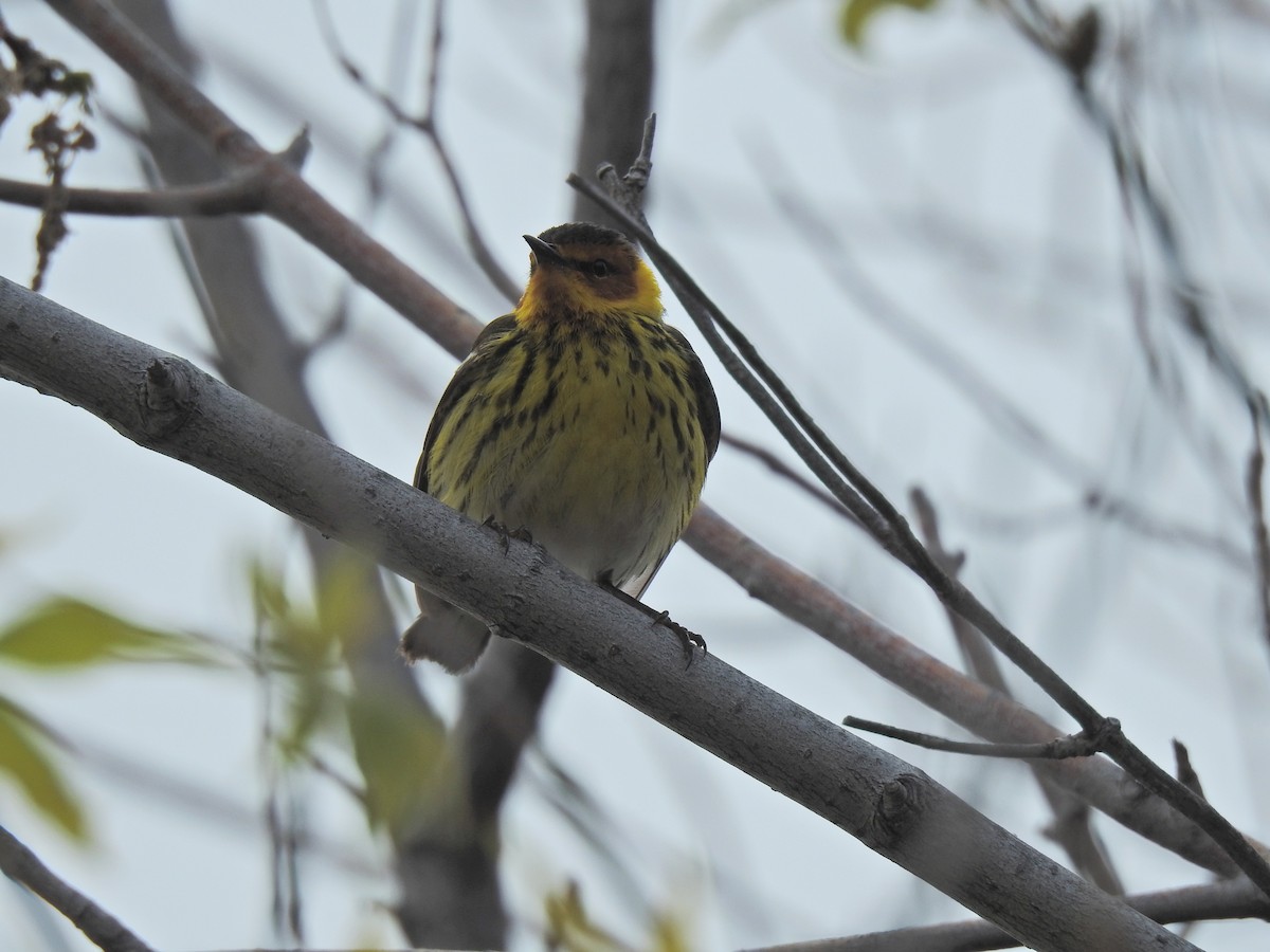 Cape May Warbler - ML620251602
