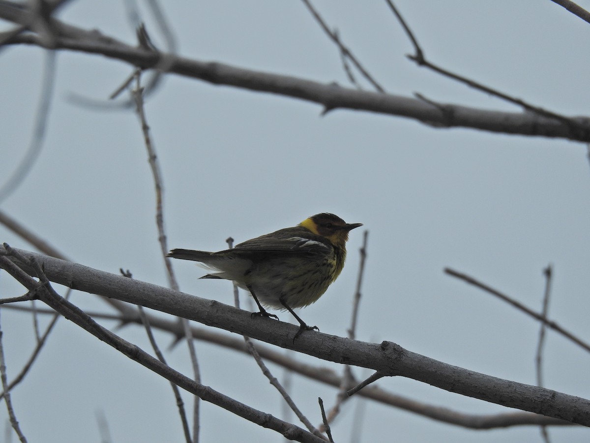 Cape May Warbler - ML620251603