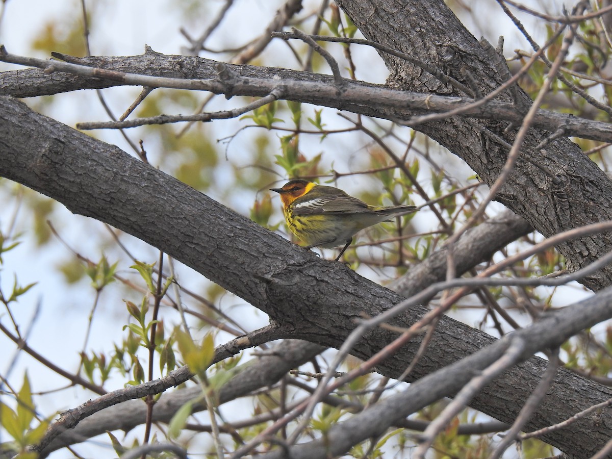 Cape May Warbler - ML620251606