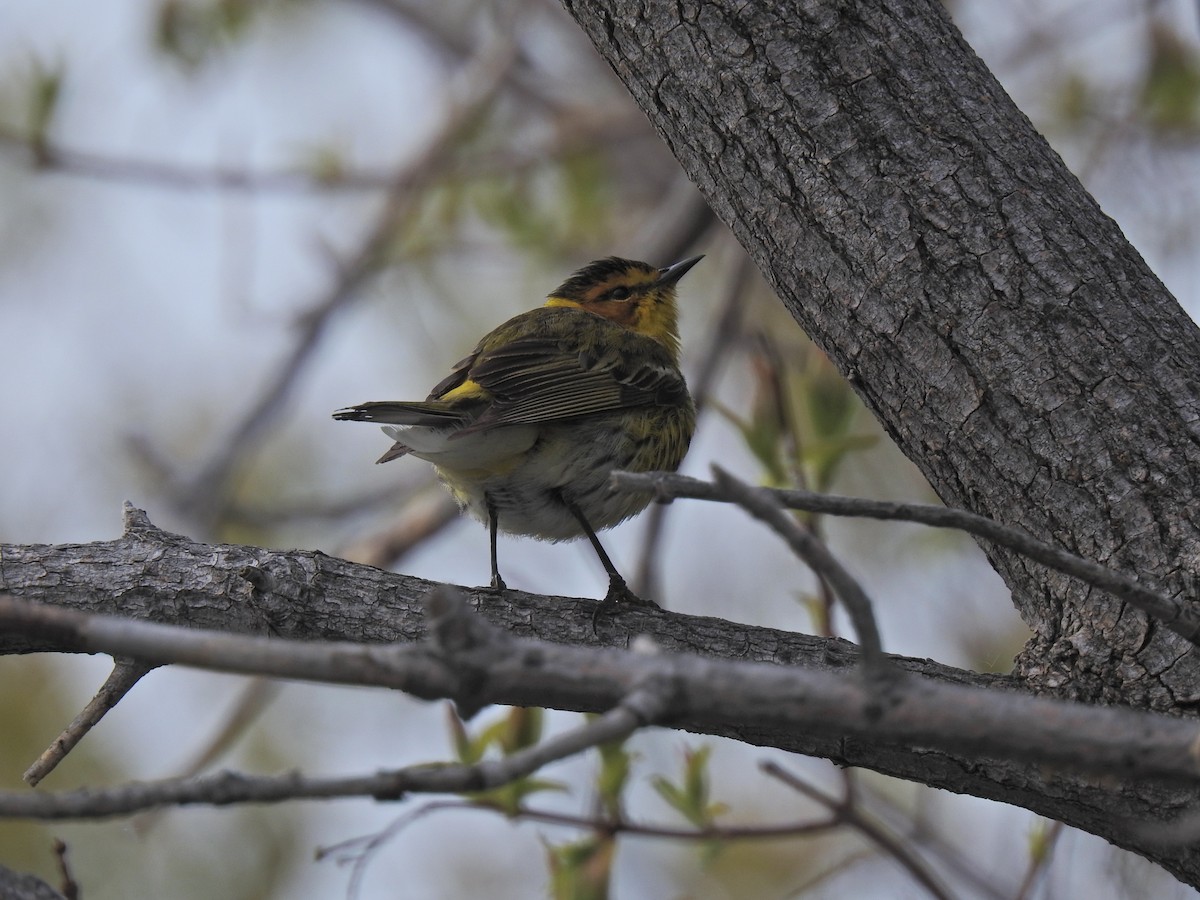 Cape May Warbler - ML620251607