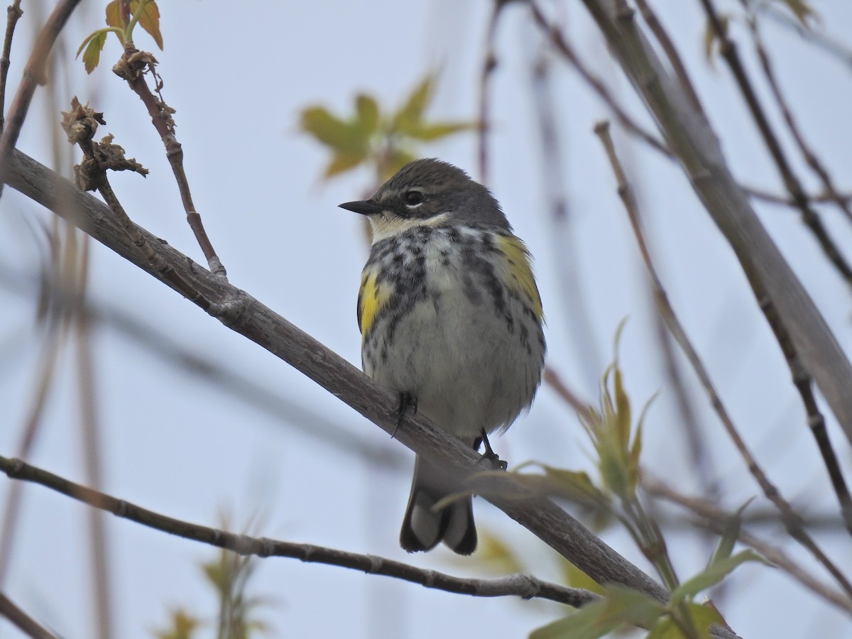 Yellow-rumped Warbler - ML620251609