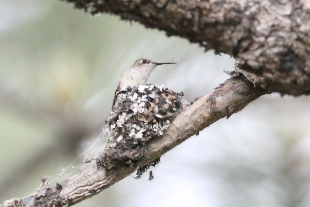 Calliope Hummingbird - ML620251612