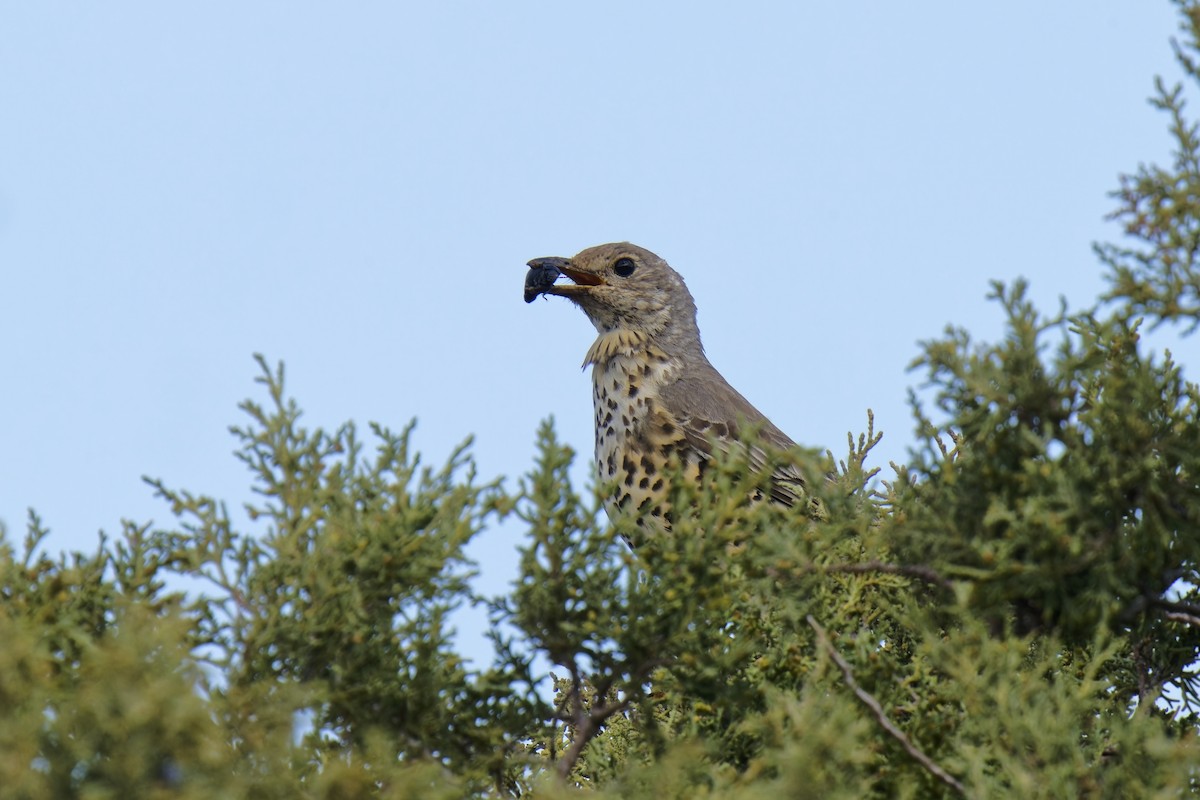 Mistle Thrush - ML620251613