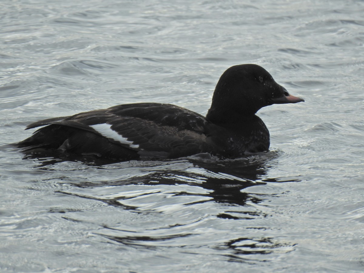 White-winged Scoter - Zain Sirohey