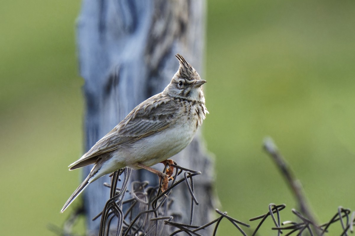 Crested Lark - ML620251638