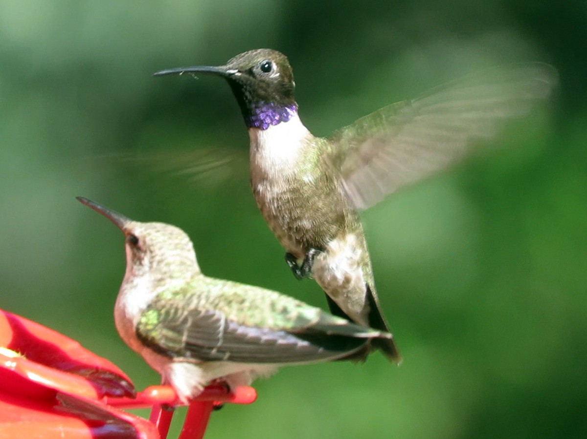 Black-chinned Hummingbird - ML620251641
