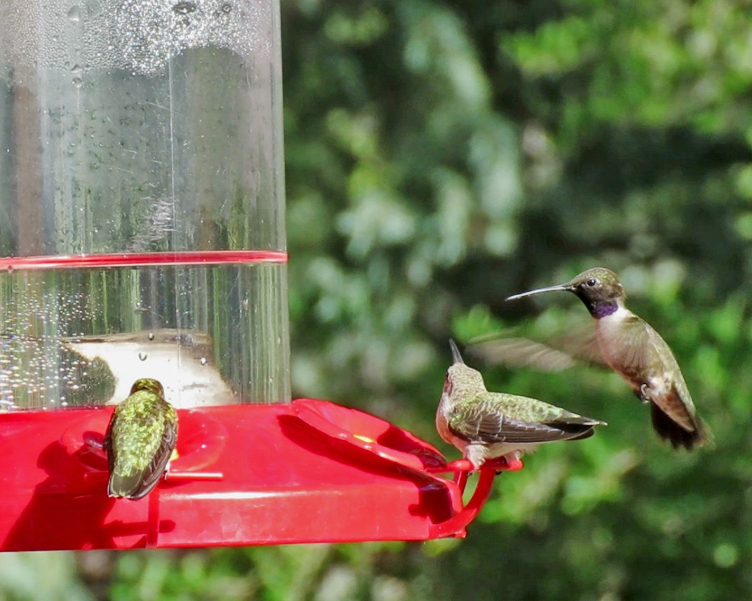 Black-chinned Hummingbird - ML620251642