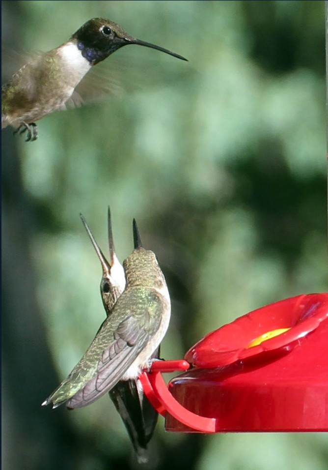 Black-chinned Hummingbird - ML620251643