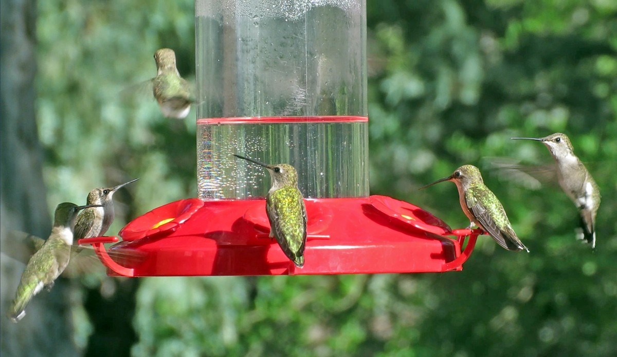 Black-chinned Hummingbird - ML620251644