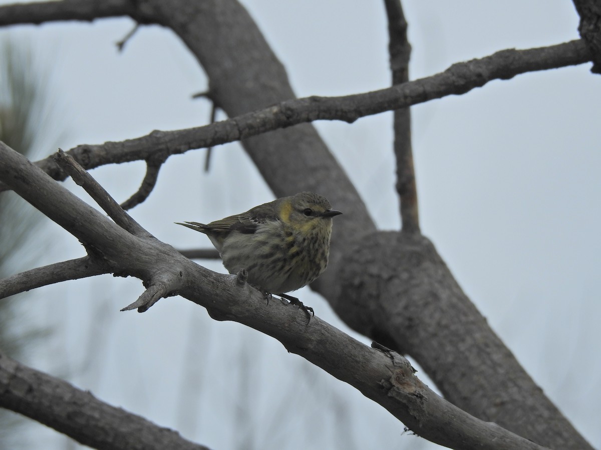 Cape May Warbler - ML620251646