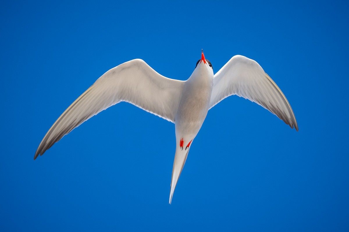 Common Tern - ML620251647