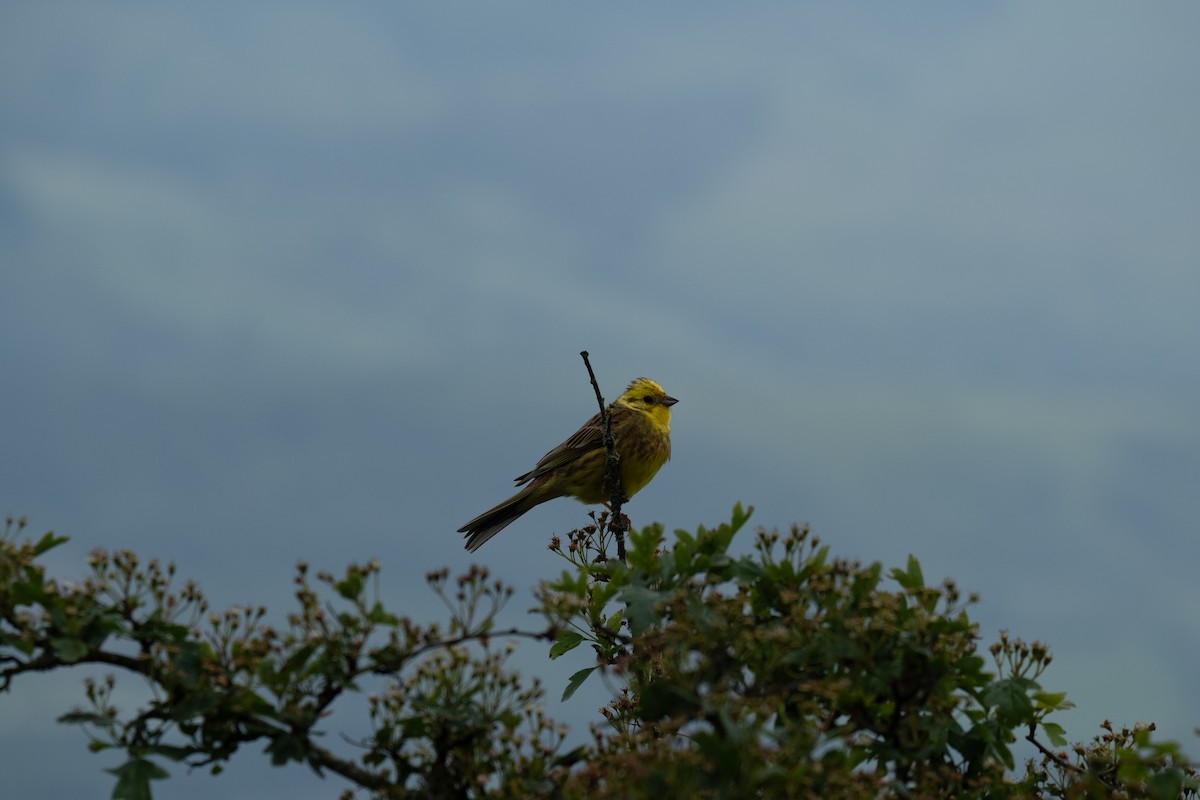 Yellowhammer - ML620251650