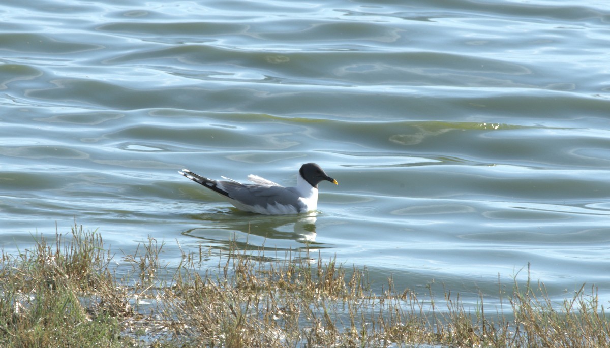 Sabine's Gull - ML620251663