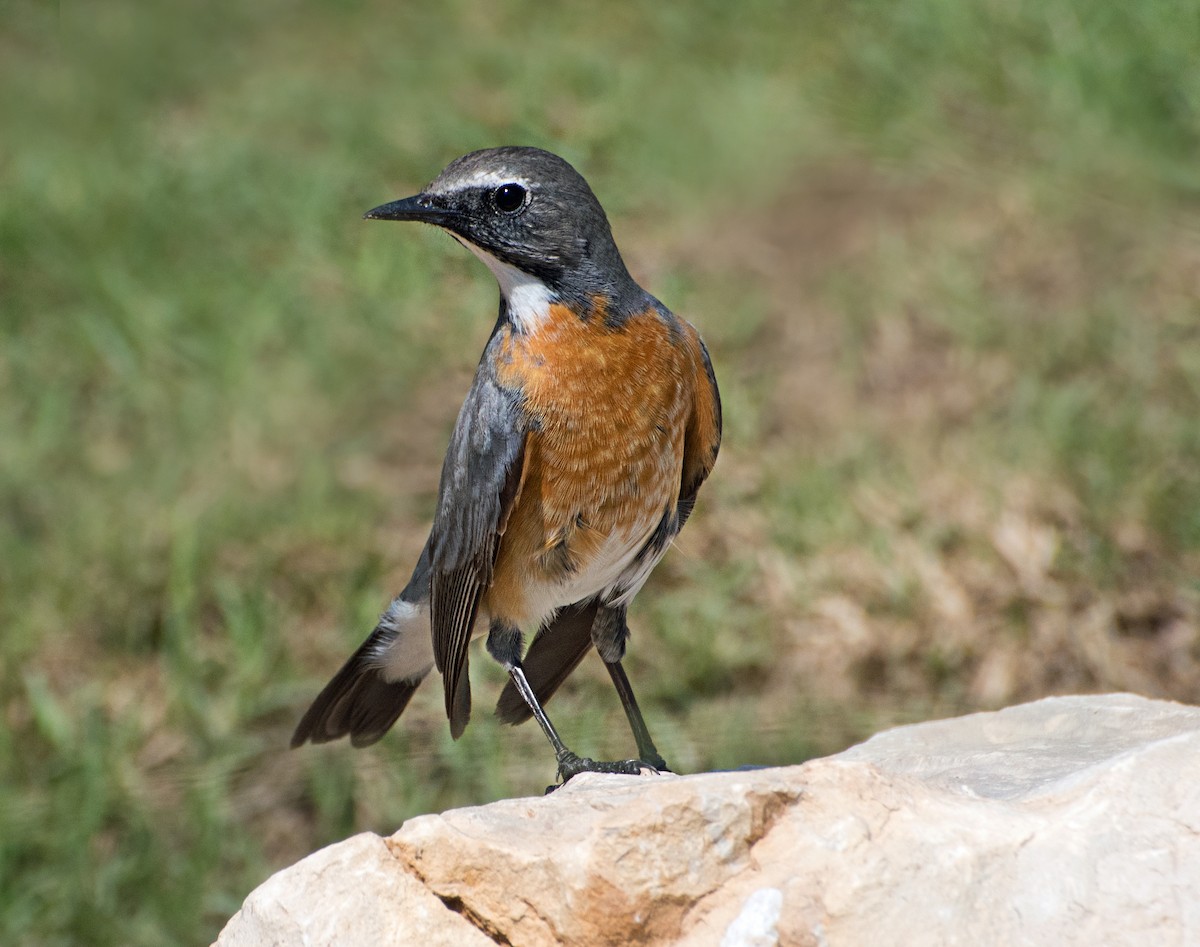 シロビタイジョウビタキ（phoenicurus） - ML620251670