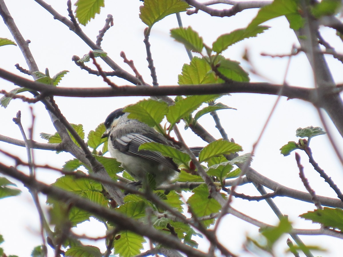 Black-capped Chickadee - ML620251671