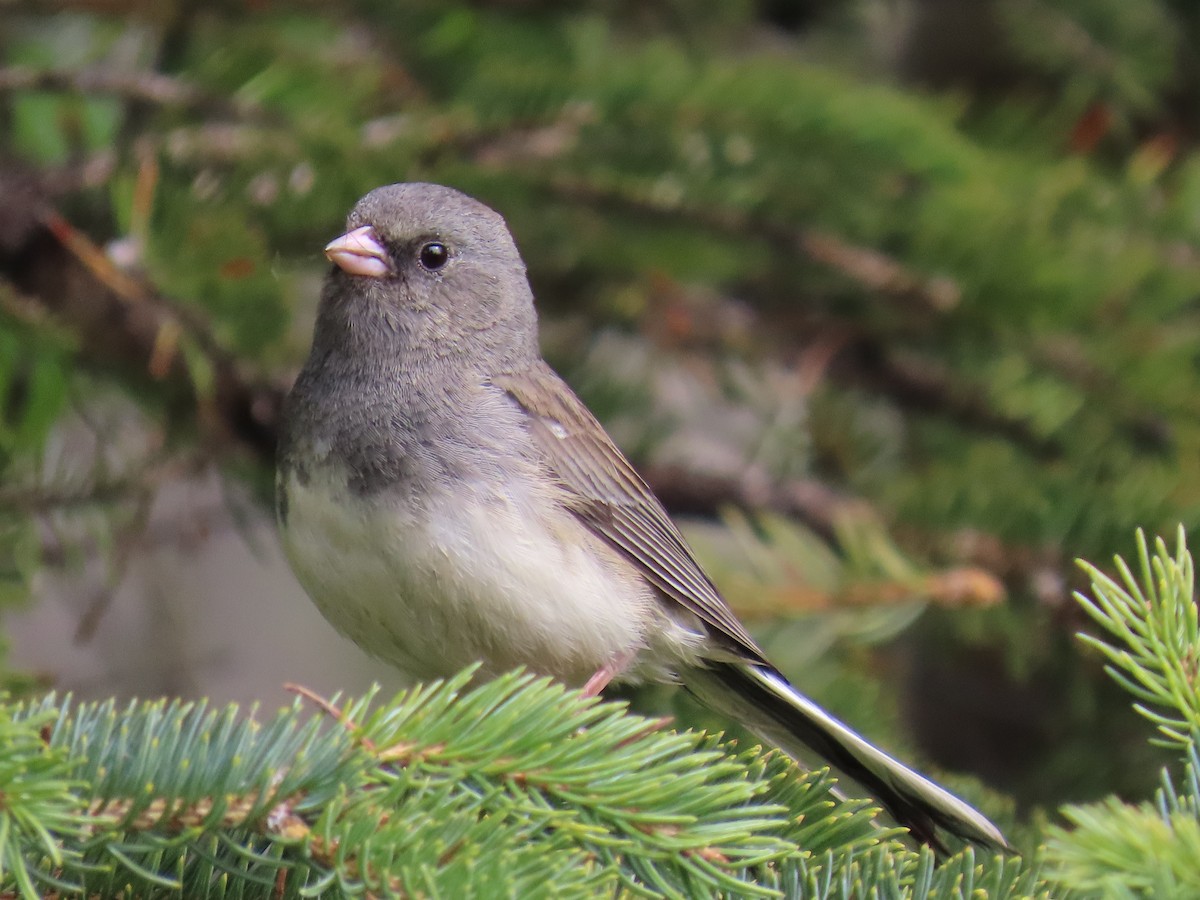 Dark-eyed Junco - ML620251676