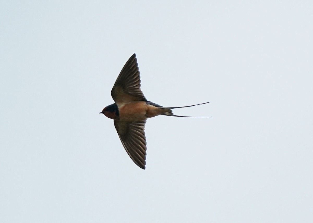 Barn Swallow - ML620251678