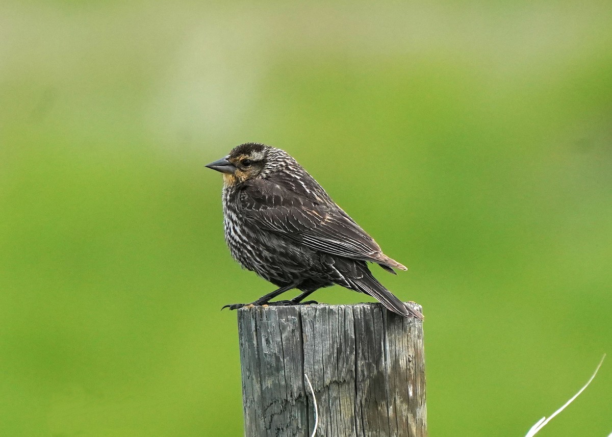 Red-winged Blackbird - ML620251686