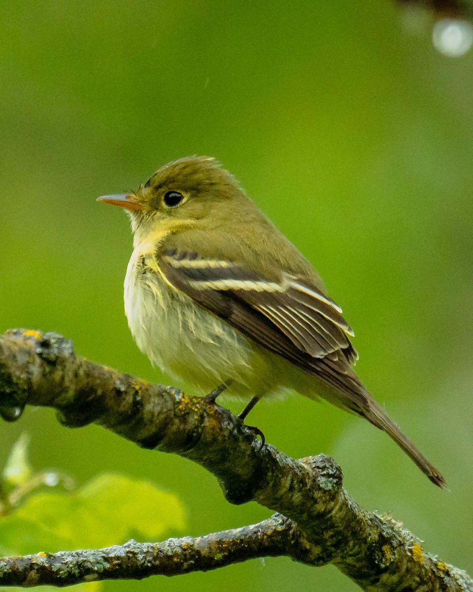 Yellow-bellied Flycatcher - ML620251691