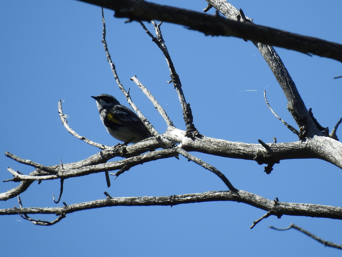 Yellow-rumped Warbler - ML620251692