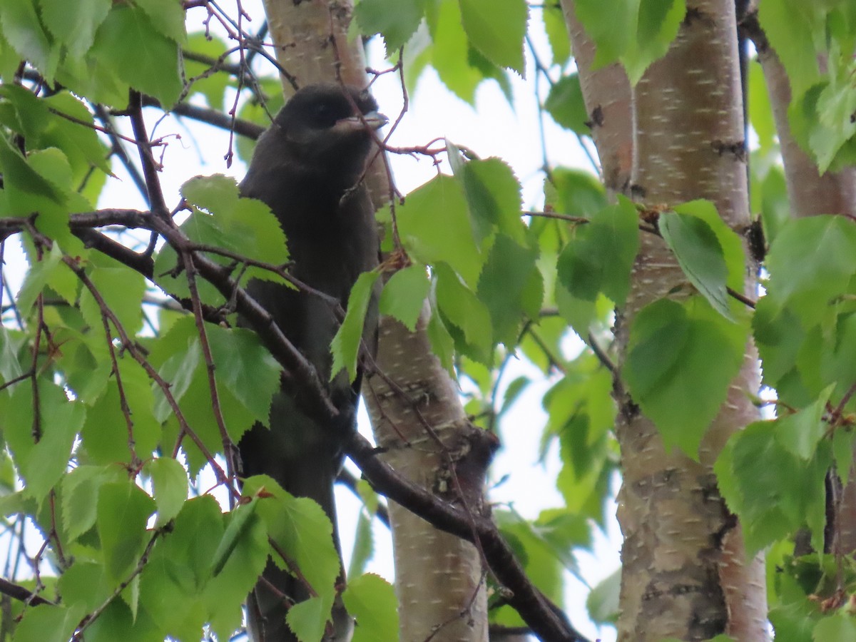 Canada Jay - ML620251696