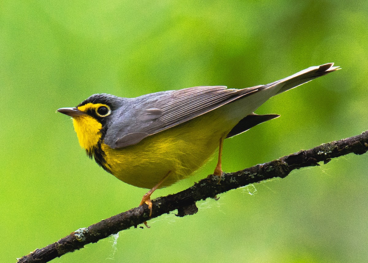 Canada Warbler - ML620251698