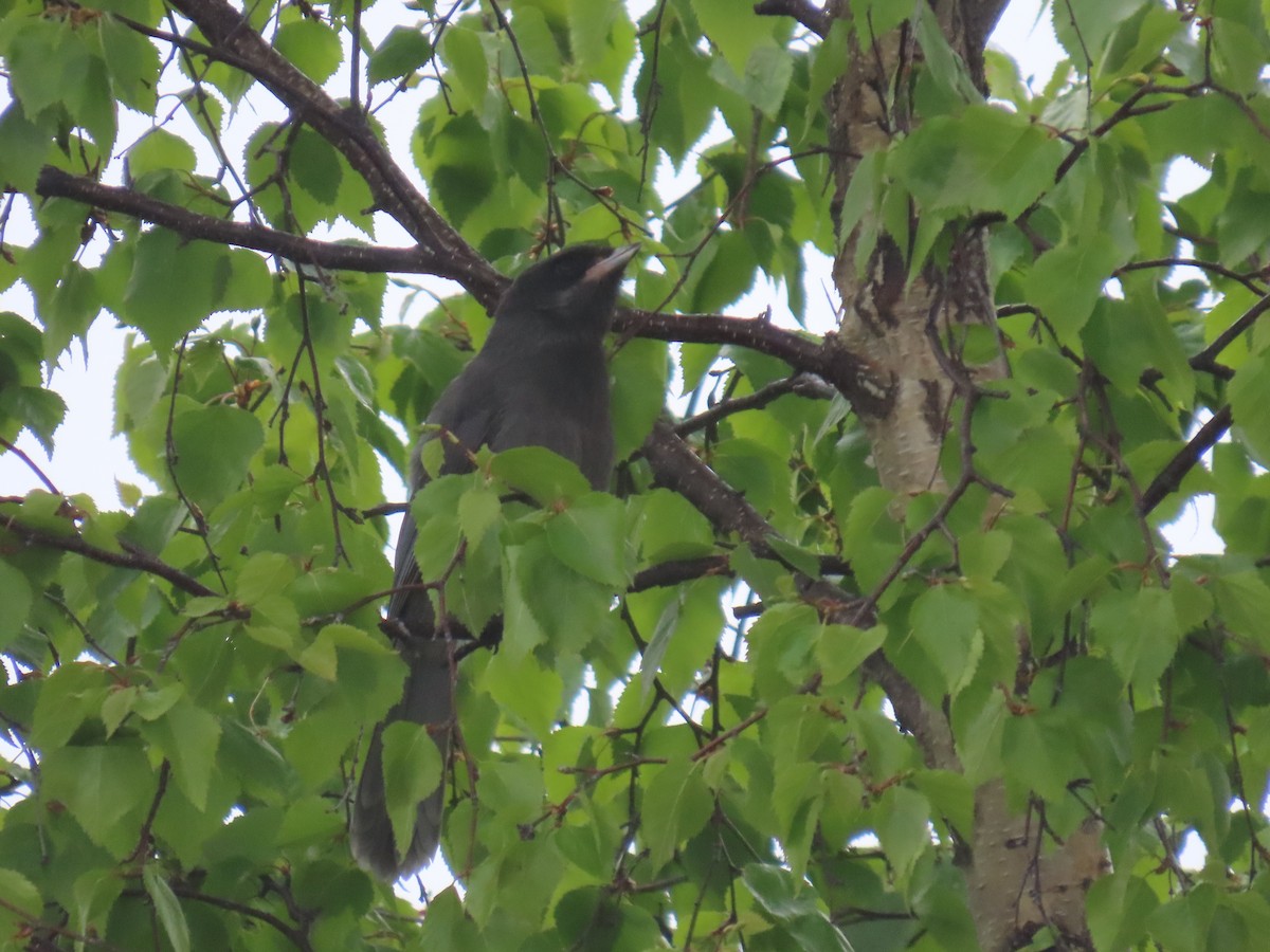 Canada Jay - ML620251701