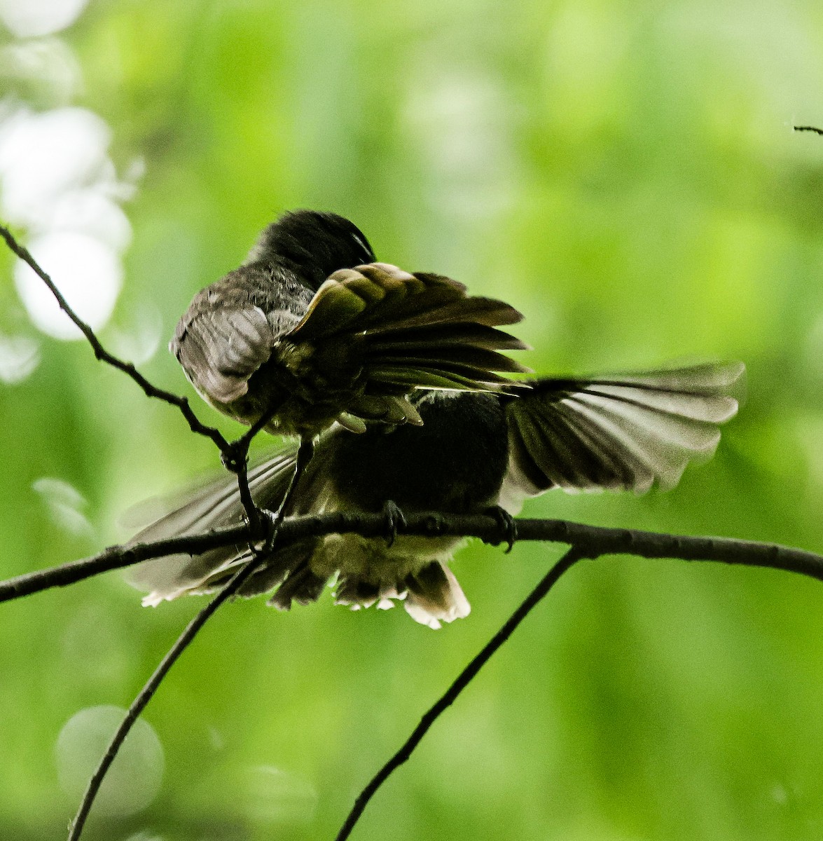 Spot-breasted Fantail - ML620251707