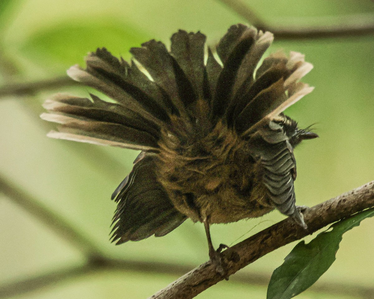 Spot-breasted Fantail - ML620251708