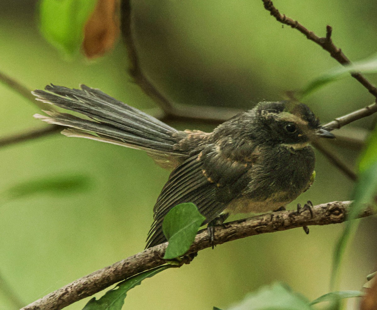 Spot-breasted Fantail - ML620251709