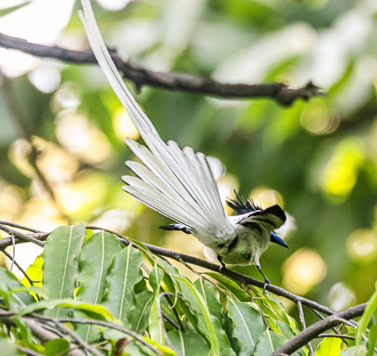 Indian Paradise-Flycatcher - ML620251716