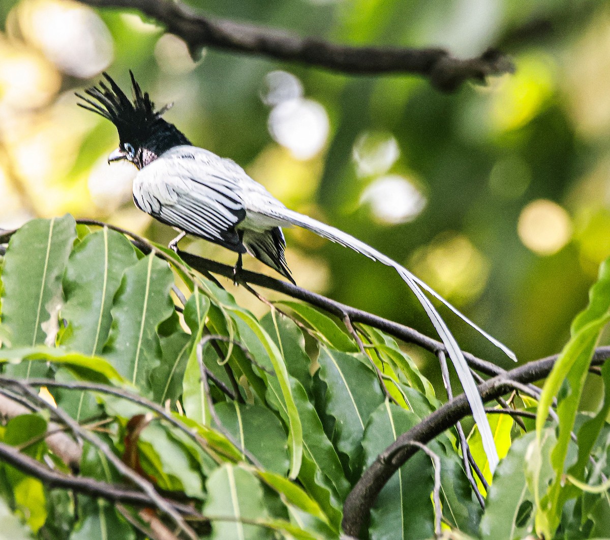 Indian Paradise-Flycatcher - ML620251717