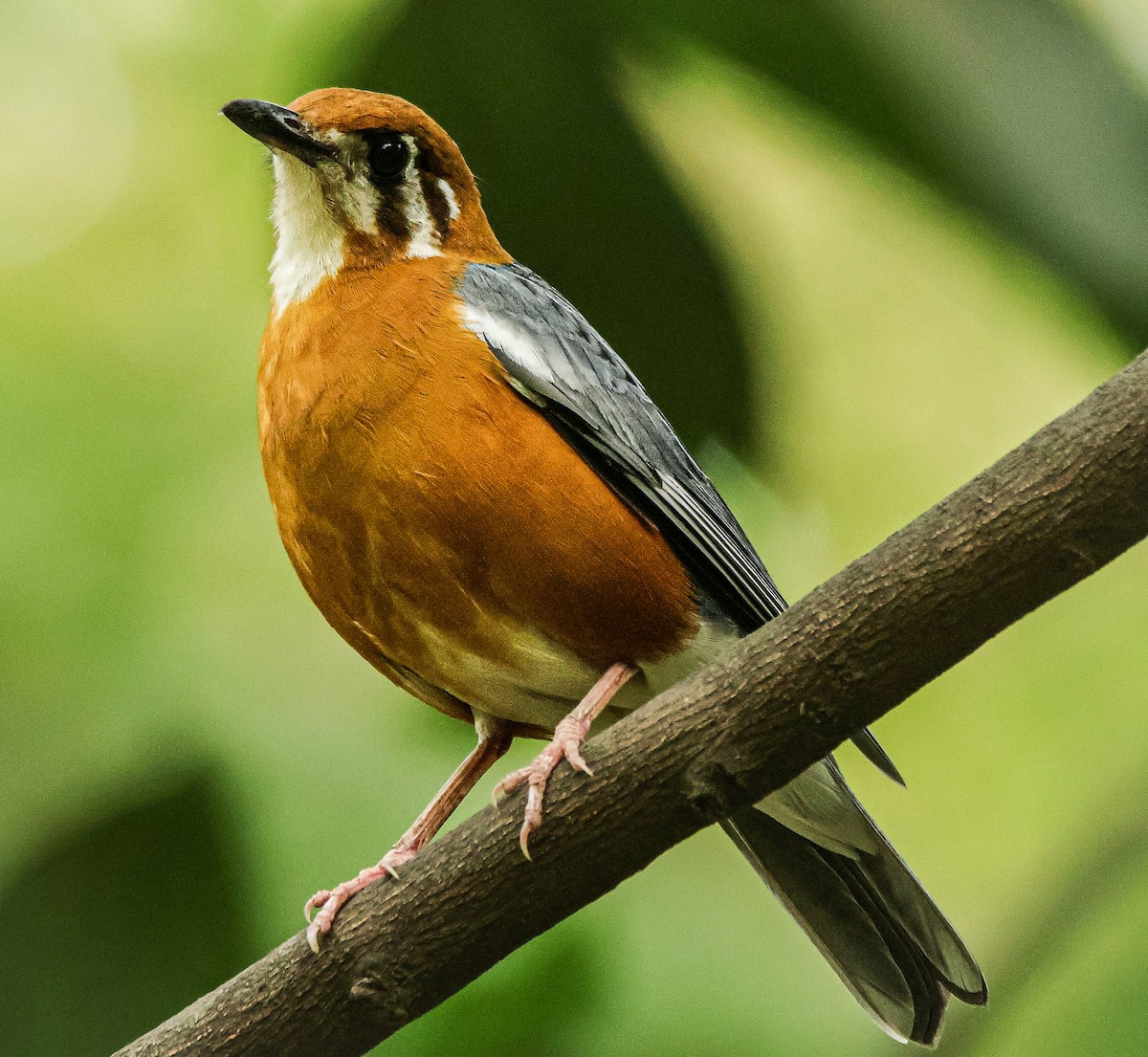 Orange-headed Thrush - ML620251725