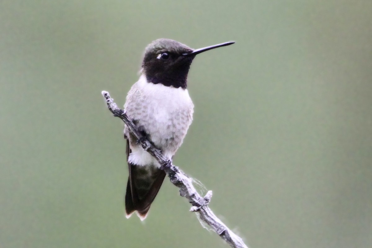 Black-chinned Hummingbird - ML620251737