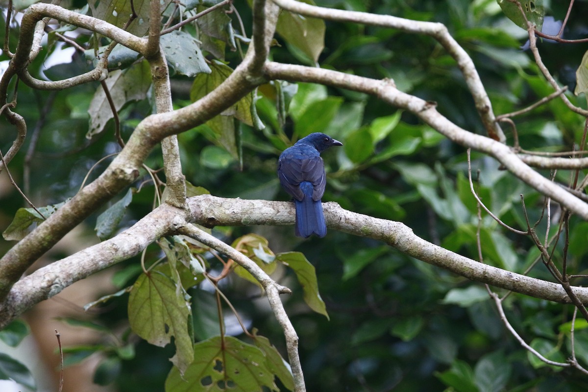 Asian Fairy-bluebird - ML620251738