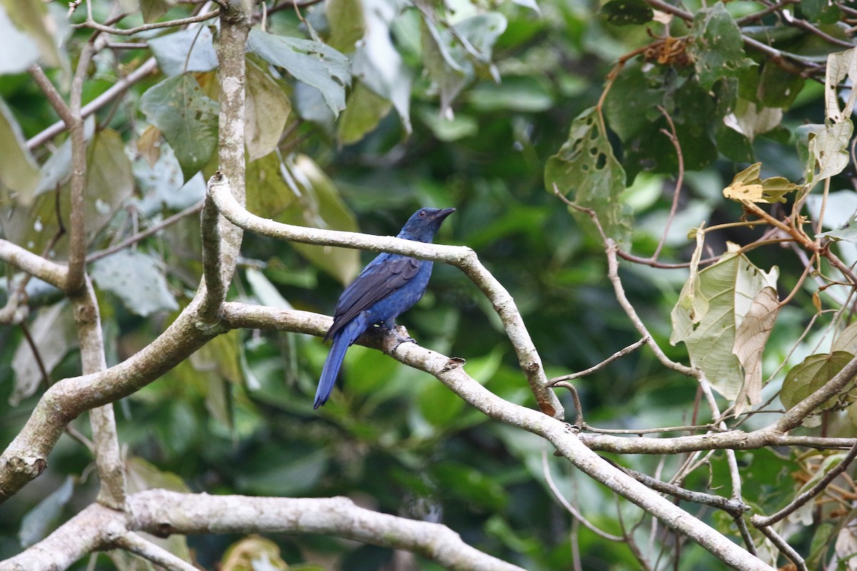 Asian Fairy-bluebird - ML620251739