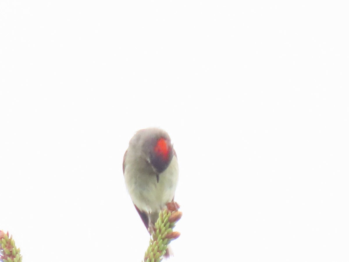 Ruby-crowned Kinglet - ML620251740