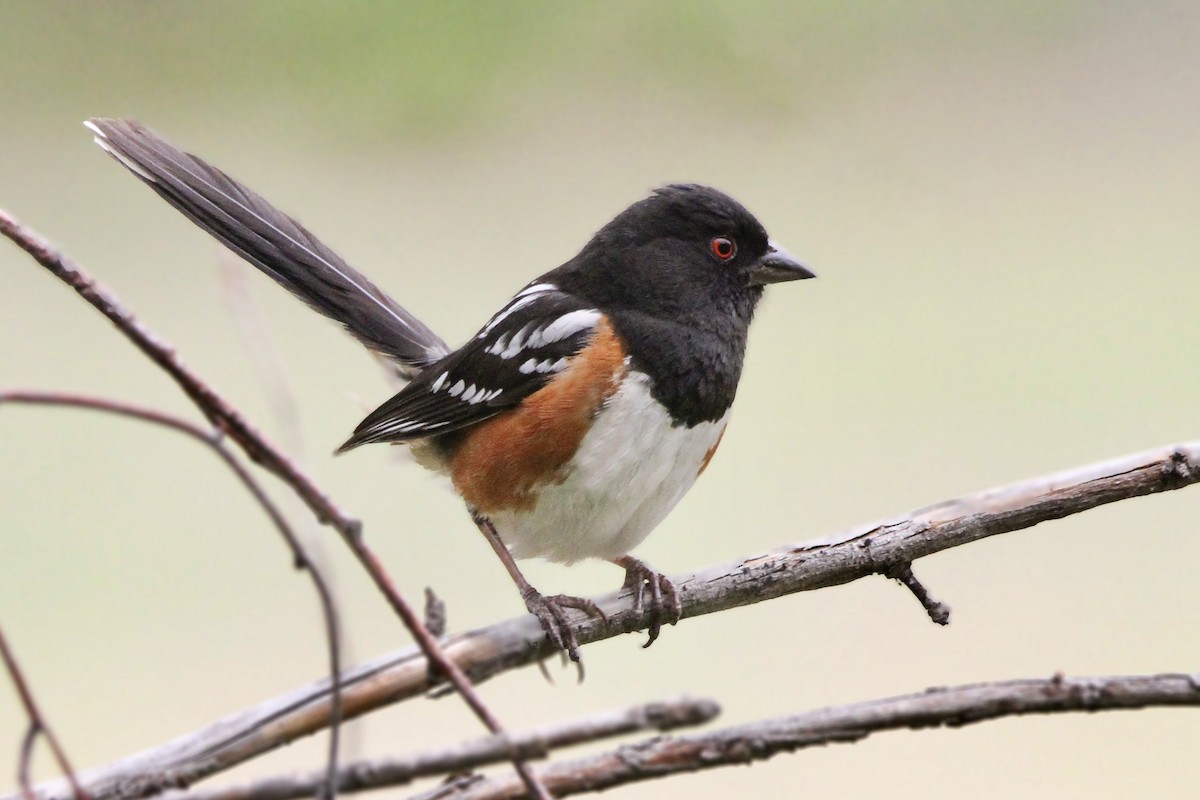 Spotted Towhee - ML620251745