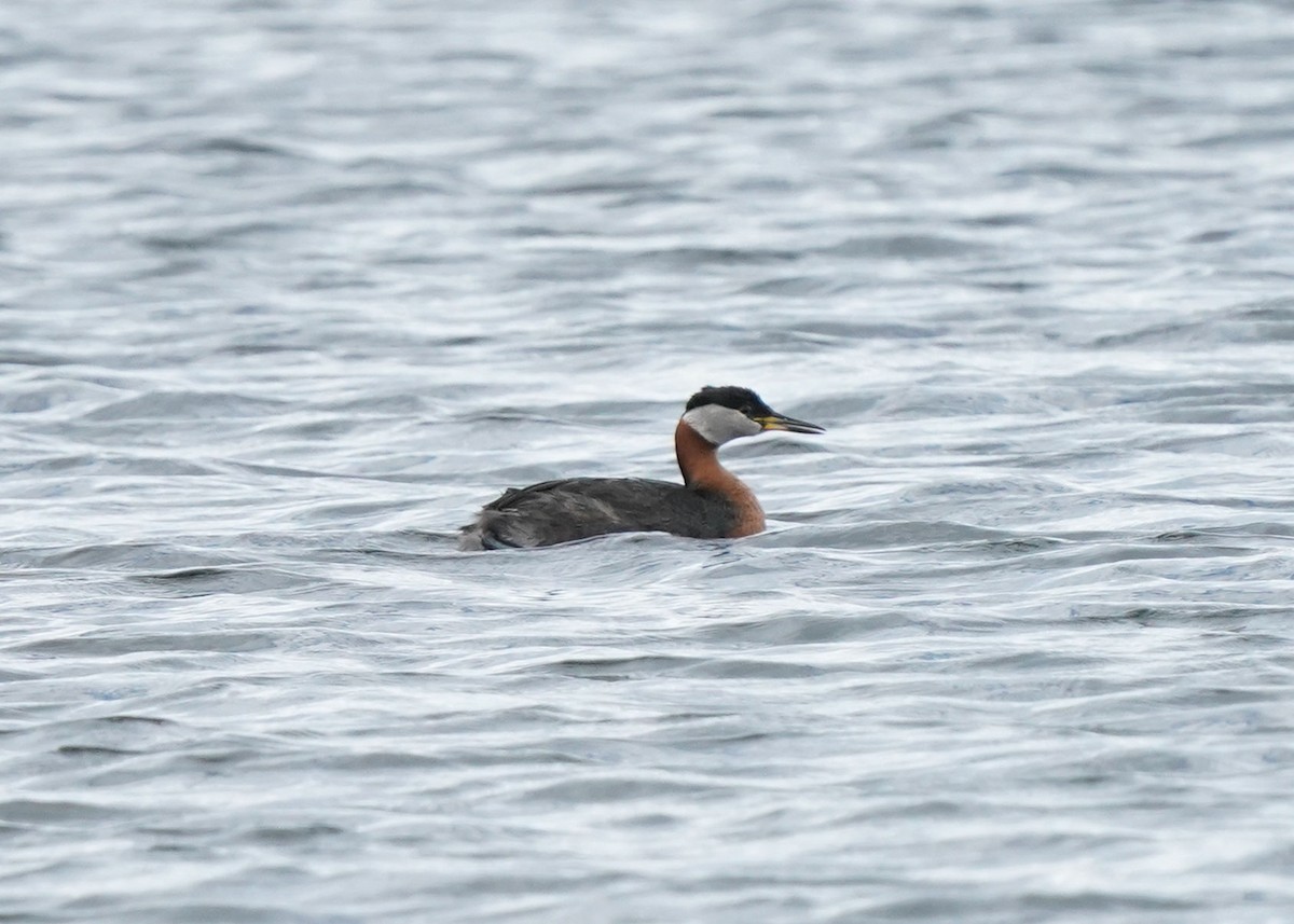 Red-necked Grebe - ML620251748