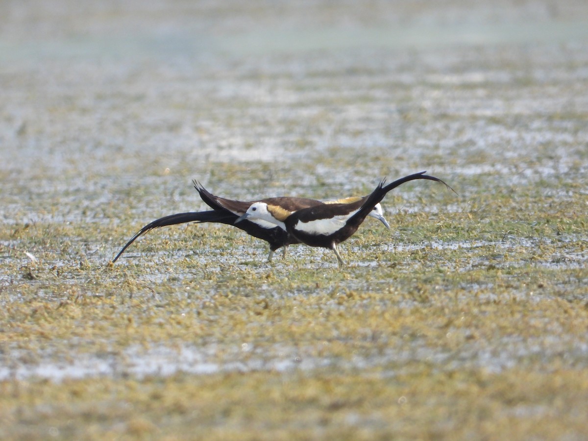 Pheasant-tailed Jacana - ML620251754